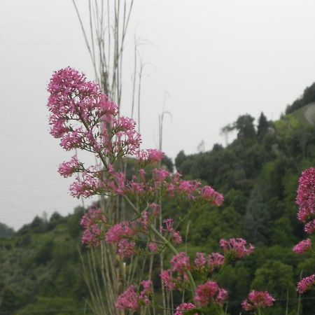 Ca Gialla De Drignana Vernazza Eksteriør bilde